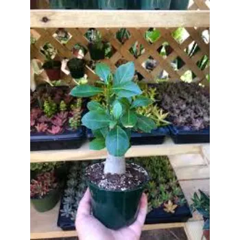 Unique Adenium Plant 1a-adenium plant-1897528-90859.webp